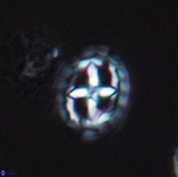 Prediscosphaera spinos 9957
