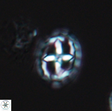 Prediscosphaera spinos 9957