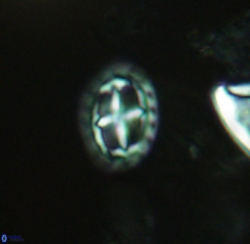 Prediscosphaera spinosa 4039