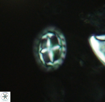 Prediscosphaera spinosa 4039