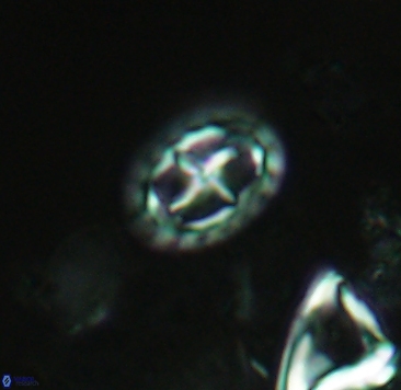 Prediscosphaera spinosa 4042