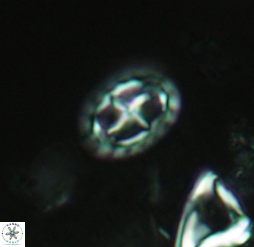 Prediscosphaera spinosa 4042