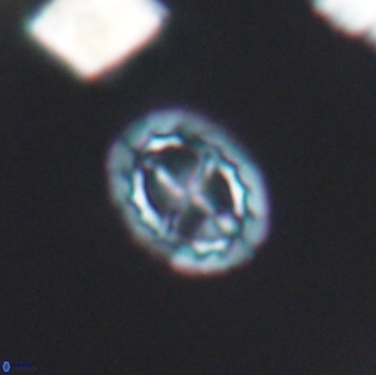 Prediscosphaera spinosa 6456