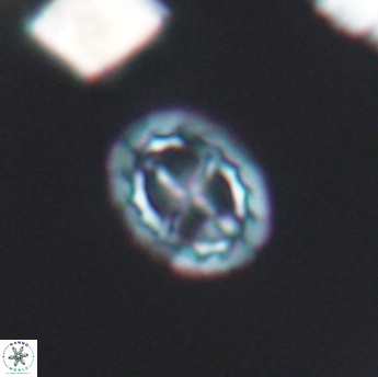Prediscosphaera spinosa 6456