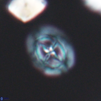 Prediscosphaera spinosa 6457
