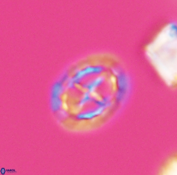 Prediscosphaera spinosa 6464