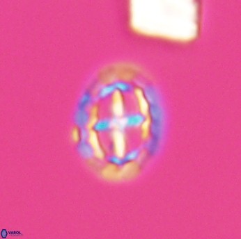 Prediscosphaera spinosa 6460