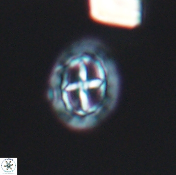 Prediscosphaera spinosa 6461