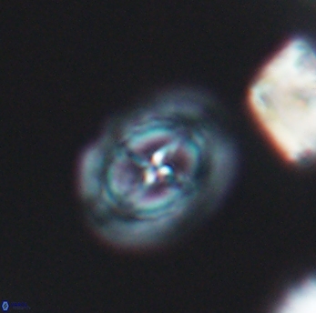 Prediscosphaera spinosa 6462