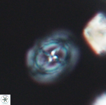 Prediscosphaera spinosa 6462