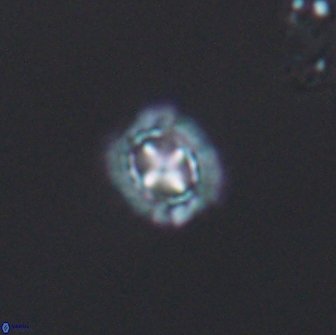 Prediscosphaera spinosa 8794