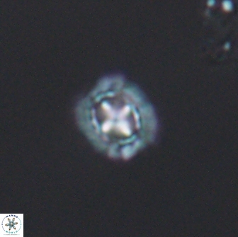 Prediscosphaera spinosa 8794