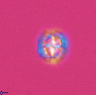 Prediscosphaera spinosa 8796