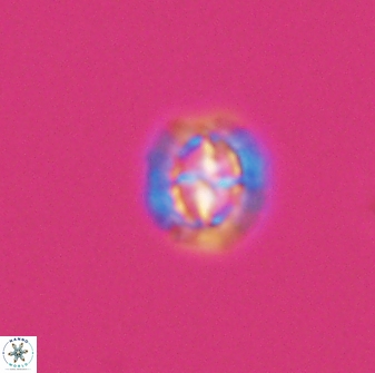 Prediscosphaera spinosa 8796