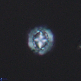 Prediscosphaera spinosa 8797