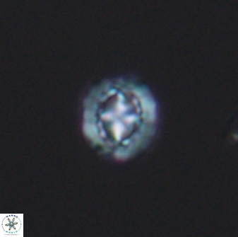 Prediscosphaera spinosa 8797