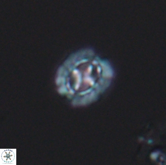 Prediscosphaera spinosa 8798