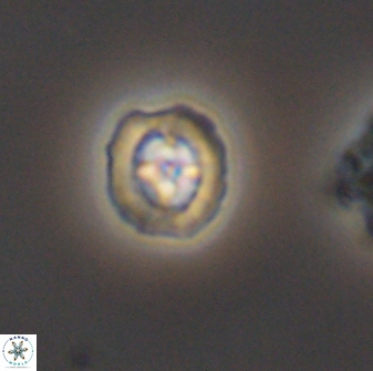 Prediscosphaera spinosa 8801