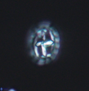 Prediscosphaera spinosa 9684