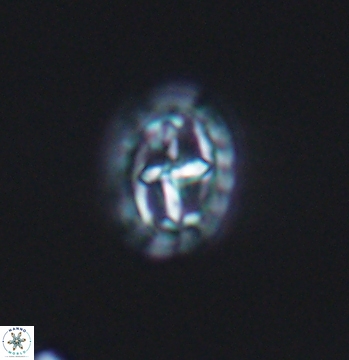 Prediscosphaera spinosa 9684