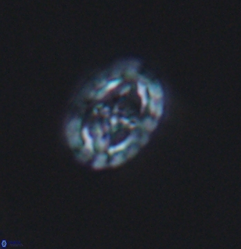 Prediscosphaera spinosa 9685