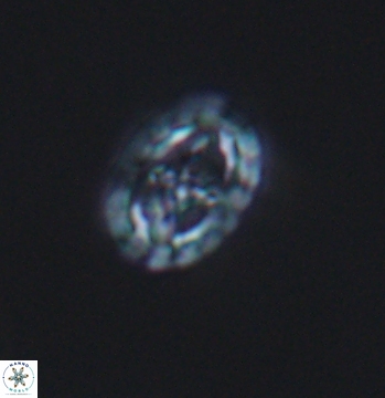 Prediscosphaera spinosa 9685