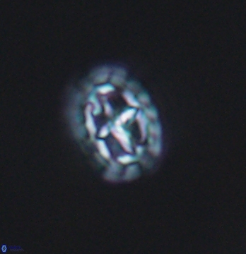Prediscosphaera spinosa 9681