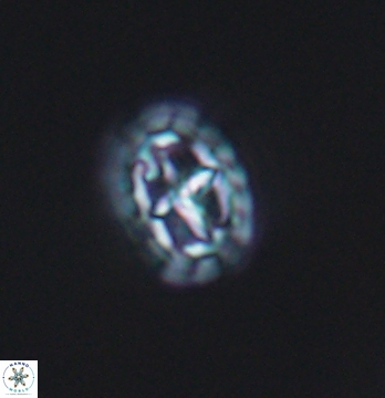 Prediscosphaera spinosa 9681