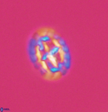 Prediscosphaera spinosa 9682