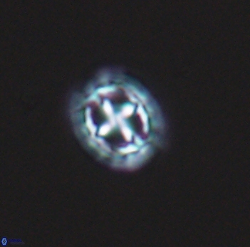 Prediscosphaera spinosa 10193
