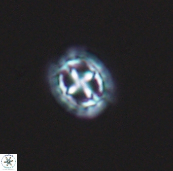 Prediscosphaera spinosa 10193