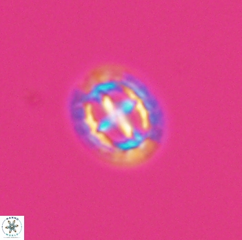 Prediscosphaera spinosa 10195