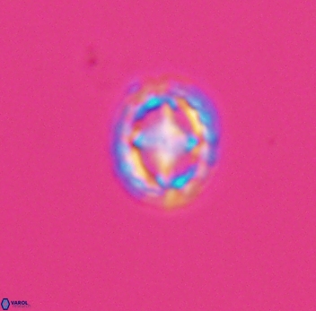 Prediscosphaera spinosa 10197