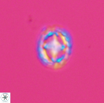Prediscosphaera spinosa 10197