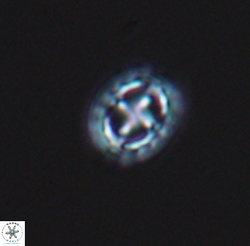 Prediscosphaera spinosa 10198