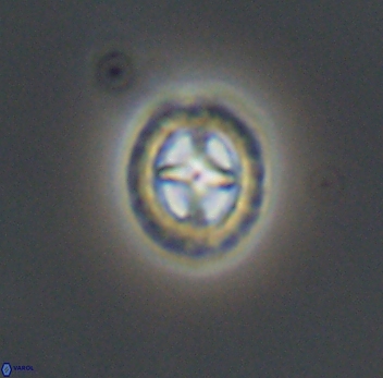 Prediscosphaera spinosa 10202