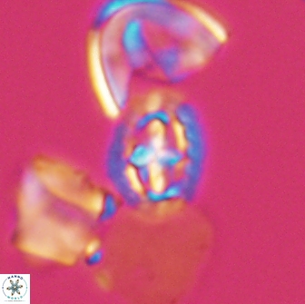 Prediscosphaera spinosa 13645