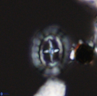 Prediscosphaera spinosa 33426