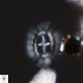 Prediscosphaera spinosa 33426