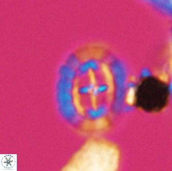 Prediscosphaera spinosa 33427