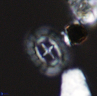 Prediscosphaera spinosa 33429
