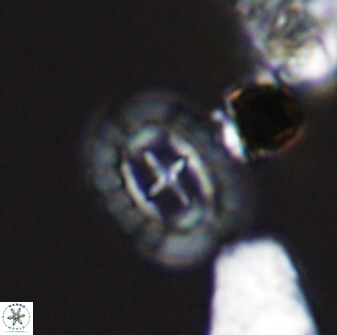 Prediscosphaera spinosa 33429