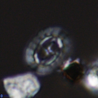 Prediscosphaera spinosa 33431
