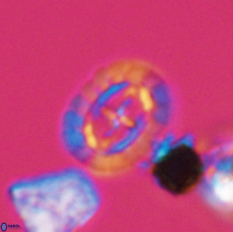Prediscosphaera spinosa 33432