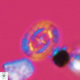 Prediscosphaera spinosa 33432
