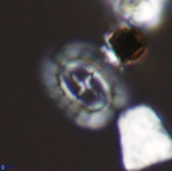 Prediscosphaera spinosa 33434