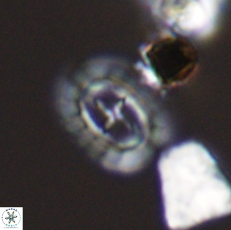 Prediscosphaera spinosa 33434