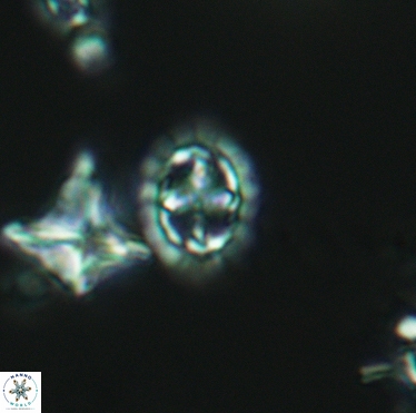 Prediscosphaera spinosa 3399