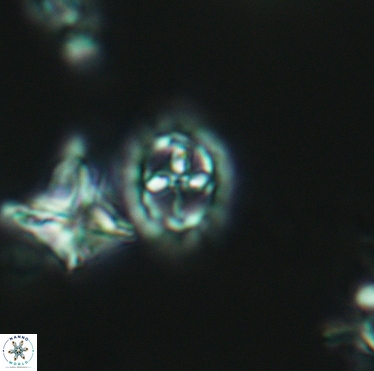 Prediscosphaera spinosa 3400