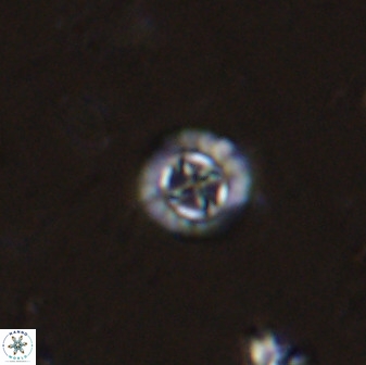 Prediscosphaera spinosa 35729